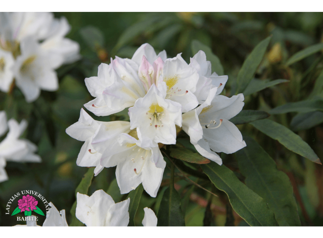 Rhododendron   'Dzeguzēns'